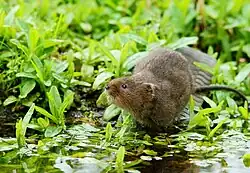 Brown vole