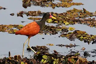Adult J. j. jacana Brazil