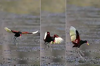 J. j. jacana alighting Brazil
