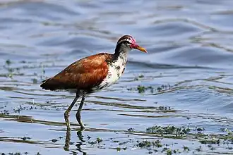 Juvenile J. j. jacana the Pantanal, Brazil
