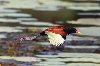 J. j. jacana in flight Brazil