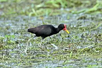Adult J. j. hypomelaena Panama