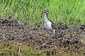Subadult J. j. hypomelaena Panama