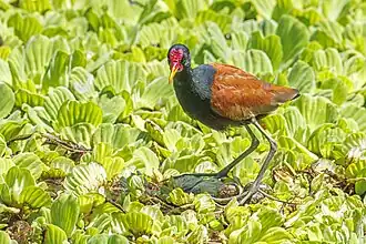 J. j. jacana with eggs Argentina
