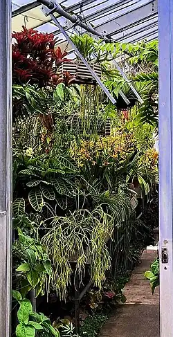 Plants in a conservatory, including a Neoregelia bromeliad (upper left), several Rhipsalis species (lower center), and other epiphytes