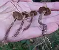 Webcaps, Cortinarius