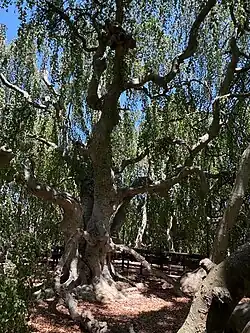 Photo of a weeping beech tree