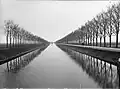 'Vegeta' as a canal tree, Zuid-Willemsvaart, the Netherlands (mid 20th century)