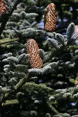 Cones