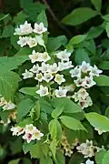 An individual with pale flowers