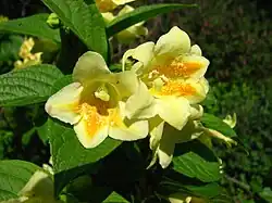 Close-up of flowers