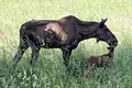 eurasian elk used to occur in the region, but are now extirpated