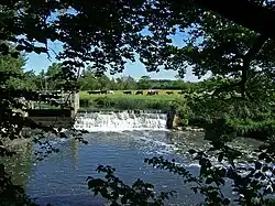Wier on river with cows in the field beyond.