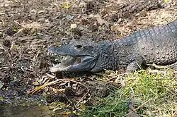 Pittsburgh Zoo, USA