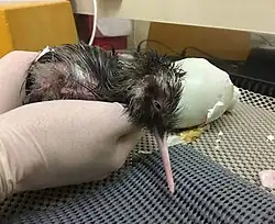 Newly hatched chick