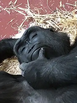 A Western Lowland Gorilla