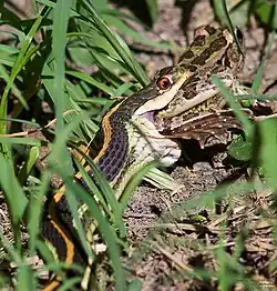 T. p. orarius feeding on a Rio Grande leopard frog, in Texas