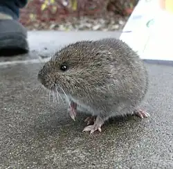 Brown vole