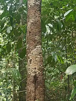 Trunk