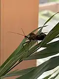 Arilus cristatus on juvenile Roystonea regia, Maryland
