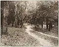Where two paths meet, (Five Dock) c1905