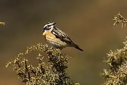 Whinchat, Aosta Valley