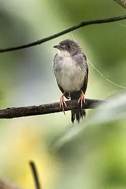 A whistling cisticola perched on a branch