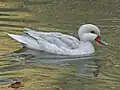 Captive, 'silver' breed