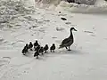A. b. bahamensis with 9 ducklings, St. Thomas, US Virgin Islands