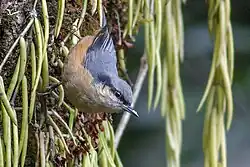 A white and orange-bellied bird perching
