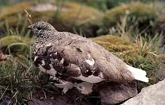 White-tailed ptarmigan