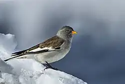 White-winged snowfinch, Lessinia, Veneto
