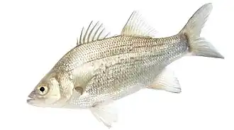 White Bass (Morone chrysops)