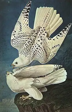 Image 19White gyrfalcons drawn by John James Audubon (from Conservation biology)