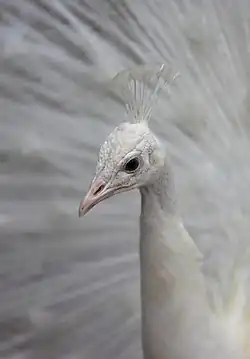 White Peacock
