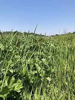 In March 1994, a piece of land in White River became a nature reserve. This is the wetland in the reserve. It provides important habitat for local biodiversity.