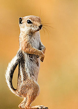 Brown squirrel