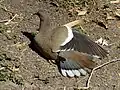 Bird with one wing partially extended