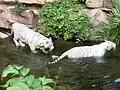 White tigers in the tiger reserve of Panna