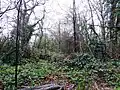 Whitegrove Copse