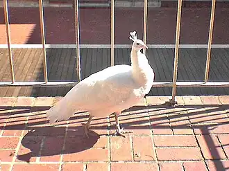 Adult white peacock, New Fortune Theatre