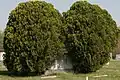 Plot of Nellie and James Whitted, overgrown by evergreens