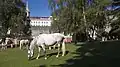 Lipizzaner of the Spanish Riding School