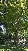 The London plane from 1783