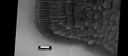 Close-up of dunes in a crater, as seen by HiRISE under HiWish program. Note: this is an enlargement of the previous image.