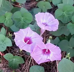 Ipomoea cordatotriloba found just north of Clear Lake and south of Houston in Texas.