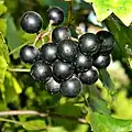 Muscadine Grape