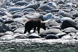 A bear walks by the surf on the Shiretoko Peninsula