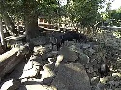 Wild boars