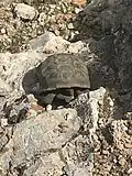 Photo showing rocky habitat of desert tortoise at Red Rock Canyon NCA, 2020